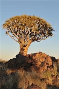 Sunrise at the Quiver Tree Forest Keetmanshoop Namibia Africa Journal