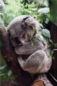 Sleepy Koala