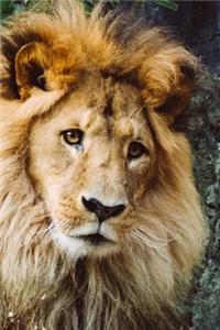 A Golden Male Lion Portrait Big Cat Journal