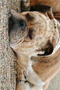 Boxer Mix Dog Taking a Nap Journal