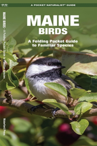 Maine Birds