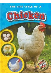 Life Cycle of a Chicken