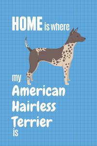 Home is where my American Hairless Terrier is