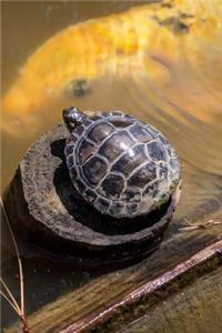 Red-eared Slider Terrapin/Turtle Journal (Trachemys Scripta Elegans)