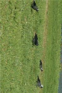 Jackdaw Birds Foraging in Russia Journal