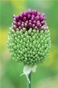 Beautiful Green and Purple Leek Onion Bloom Journal