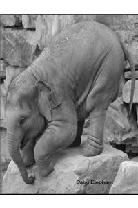 Baby Elephant