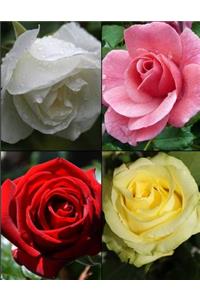 Roses Picture Notebook Journal 150 Page College Ruled Pages 8.5 X 11