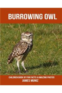Burrowing Owl