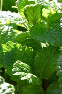 Mint Leaves Growing Journal