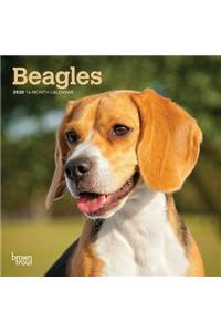 Beagles 2020 Mini 7x7