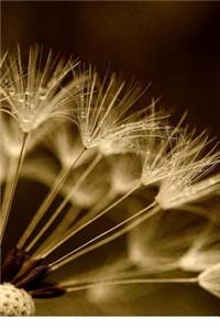 Dandelion Notebook