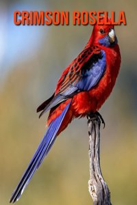 Crimson Rosella