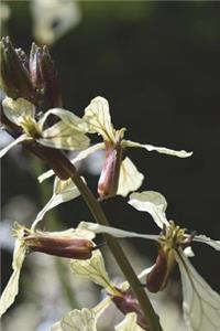 Rucola Plant Journal