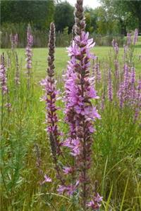 Pretty Purple Loosestrife Flowers Flora Journal: 150 Page Lined Notebook/Diary