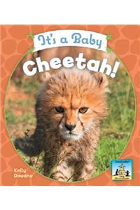 It's a Baby Cheetah!