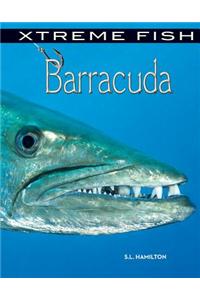 Barracuda