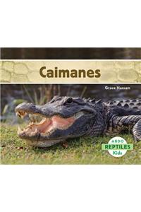 Caimanes (Alligators) (Spanish Version)