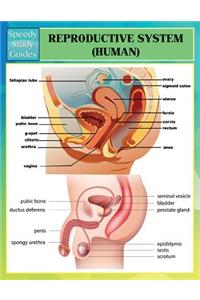 Reproductive System (Human) (Speedy Study Guides)