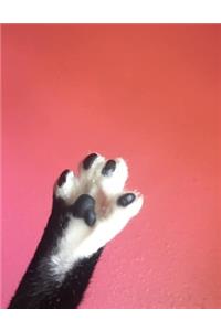 Kitty Cat Paw Toe Beans