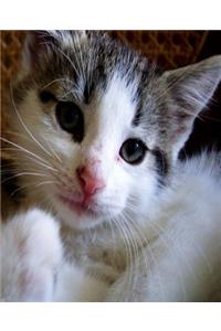 School Composition Book Cute Kitten 130 Pages