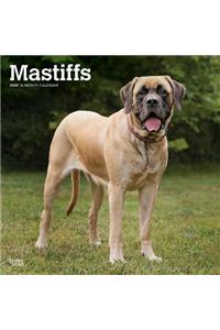 Mastiffs 2020 Square