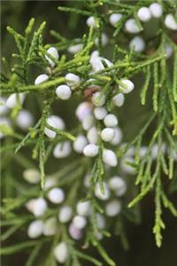 White Berries - Lined Notebook with Margins