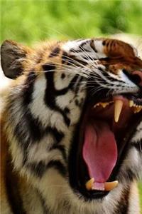 Cute Yawning Tiger Journal