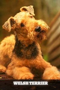 Welsh Terrier
