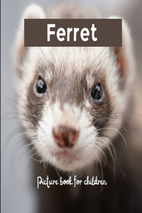 Ferret