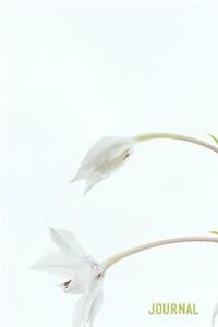 Journal