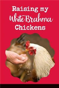 Raising My White Brahma Chickens