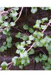 School Composition Book Spring Moss Leaves Vine