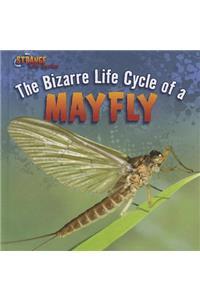The Bizarre Life Cycle of a Mayfly