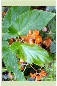 Angel Wing Begonia 2014 Weekly Calendar