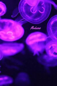 Medusas
