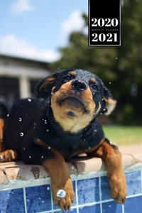 Baby Rottweiler Dog Calendar Week Planner 2020 / 2021 - Lying at the Pool