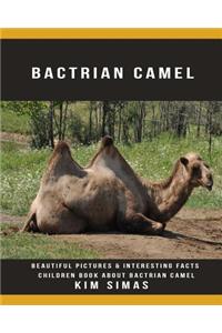 Bactrian Camel