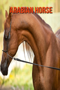 Arabian Horse