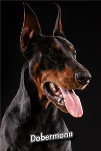 Dobermann