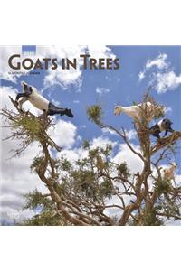 Goats in Trees 2019 Square