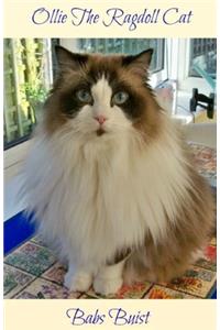Ollie The Ragdoll Cat