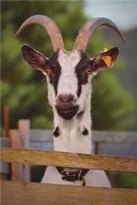 Goat Looking Over a Fence Journal