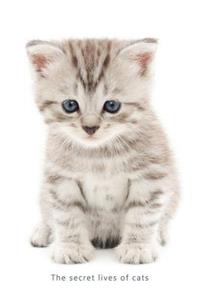 Internet Password Organizer (The Secret Lives of Cats)