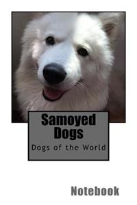 Samoyed Dogs