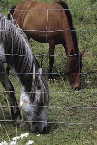 Journal Grazing Horses Equine