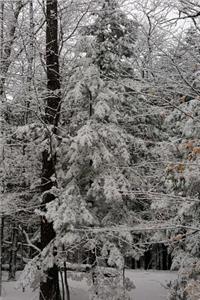 Pretty Winter Snowstorm Photography Journal