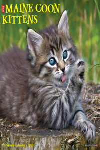 Just Maine Coon Kittens 2021 Wall Calendar