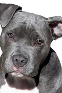 Super Cute American Pit Bull Terrier Journal