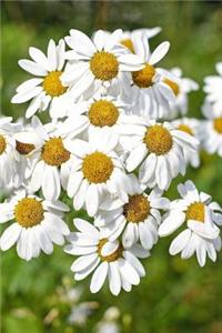 Daisy Marguerite Argyranthemum Flowers in a Field Journal